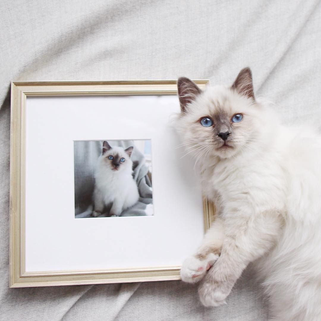 Cat Photo in Newport