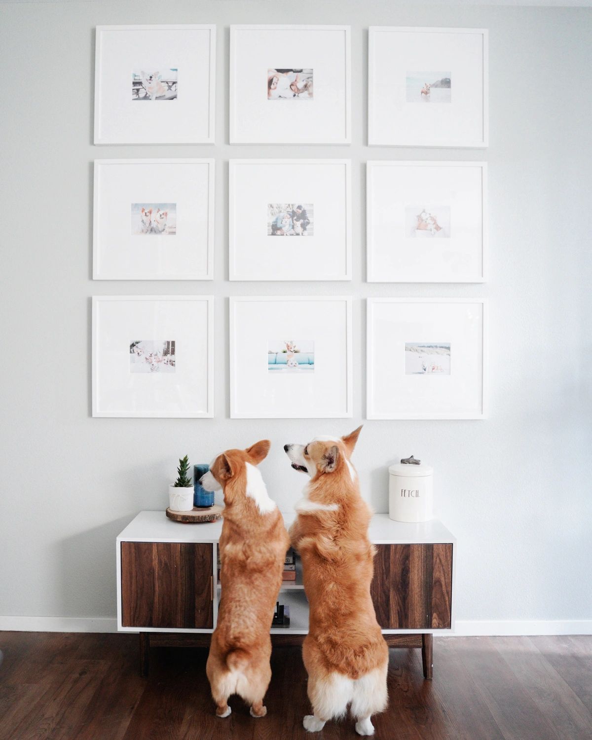 dogs with gallery wall